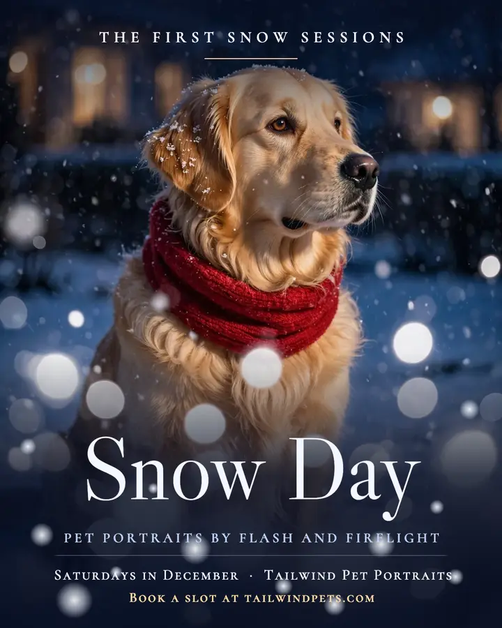 Tailwind Pet Portraits snow day post: winter pet portrait booking post template
