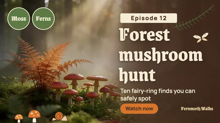 Fernmoth Walks forest mushroom hunt thumbnail template
