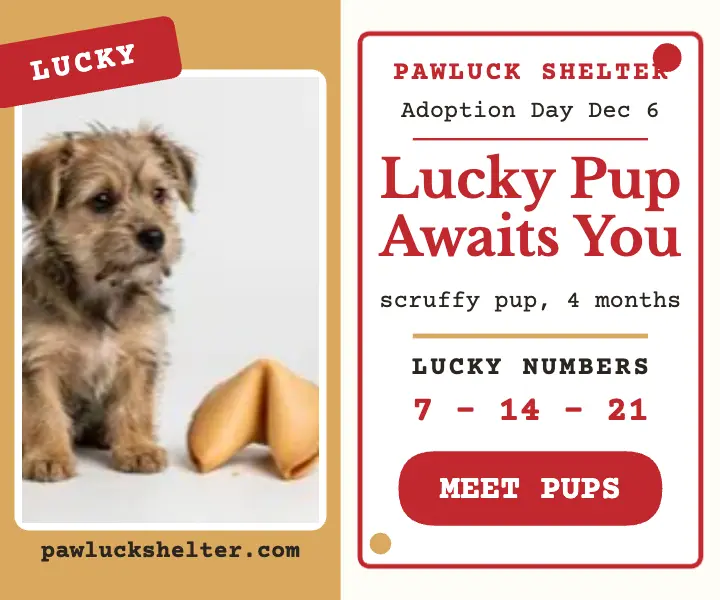 Pawluck Shelter lucky puppy adoption ad template