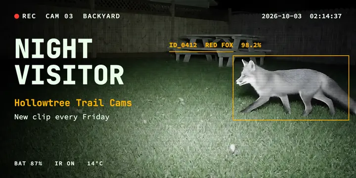 Night visitor fox trail cam post template