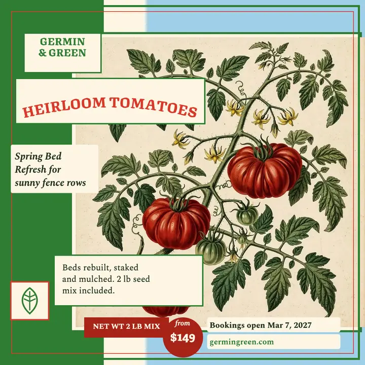 Germin and Green tomato seed offer post template