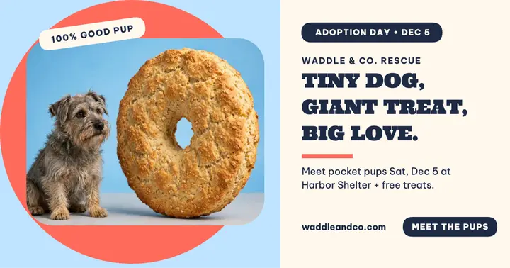 Waddle rescue giant biscuit adoption post template