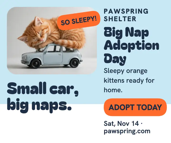 Giant kitten tiny car adoption ad: pet adoption ad template
