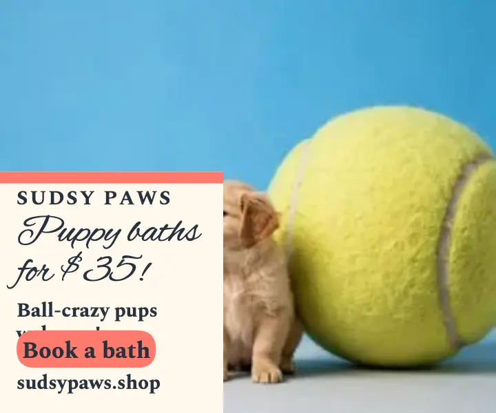 Sudsy Paws puppy bath groomer ad template