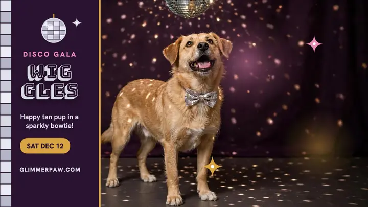 Wiggles disco adoption gala thumbnail template