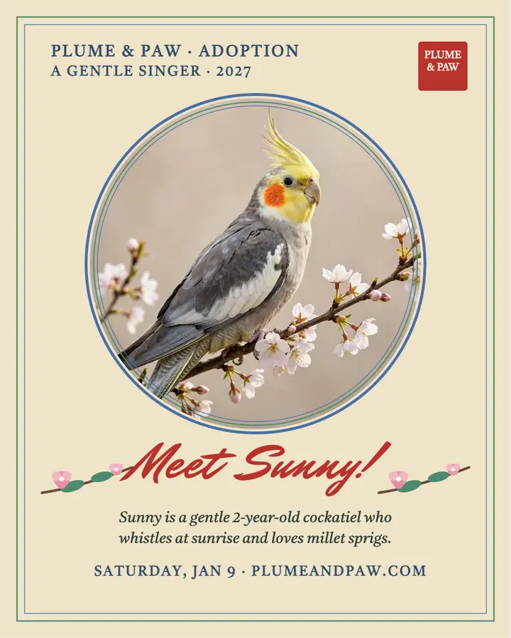 Gongbi cockatiel adoption post, Plume and Paw template