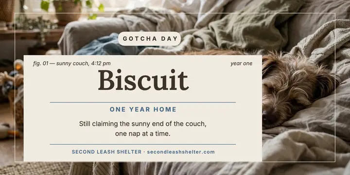 Biscuit gotcha day couch nap post: gotcha day post template
