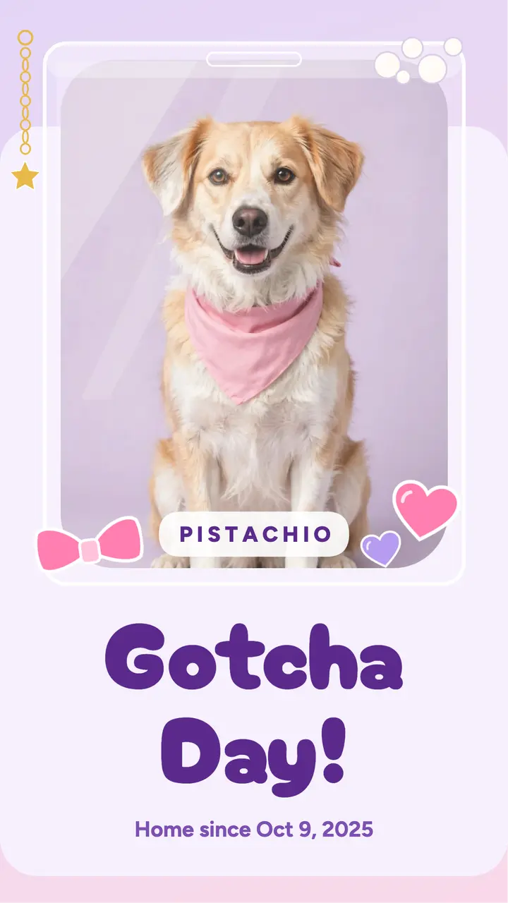 Pistachio gotcha day toploader photocard story template
