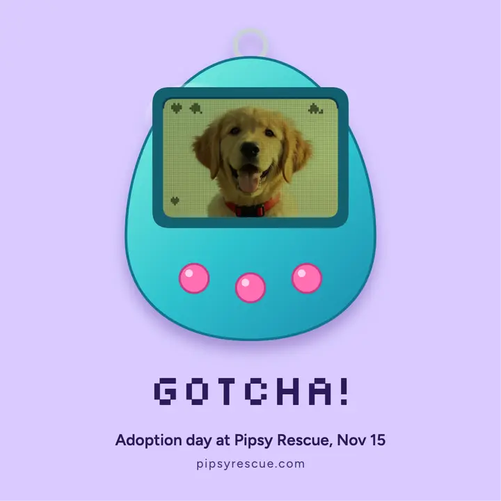 Pipsy gotcha day: pet adoption day post template