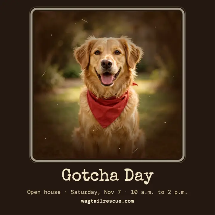 Wagtail Rescue gotcha day viewfinder post: pet adoption open house post template