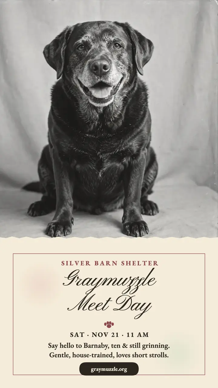Graymuzzle senior dog meet day story template