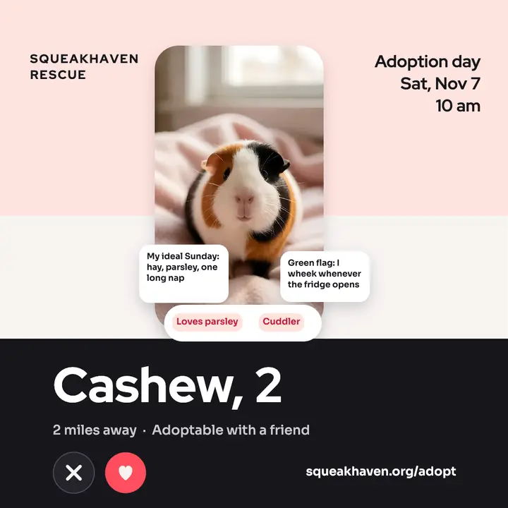 Squeakhaven guinea pig adoption profile card: guinea pig adoption post template