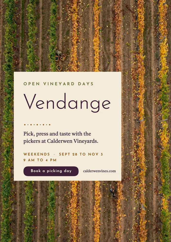 Calderwen vineyard harvest days flyer template