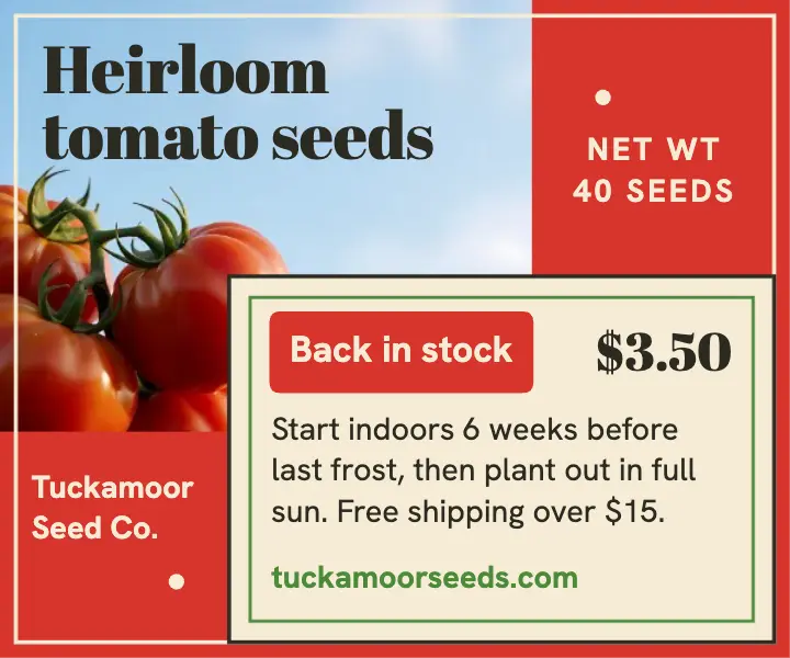 Heirloom tomato seeds back in stock ad template