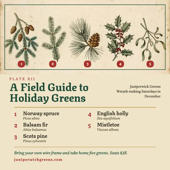 Juniperwick Greens holiday evergreens field guide square post, naturalist template