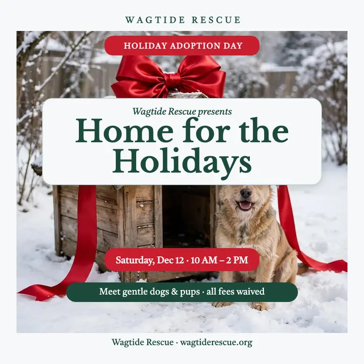 Wagtide holiday pet adoption day post template