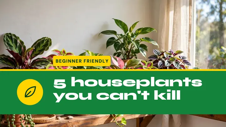 Houseplants you can't kill template