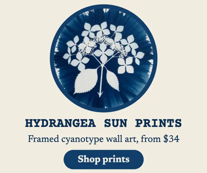 Indigo Hour hydrangea sun print wall art ad template