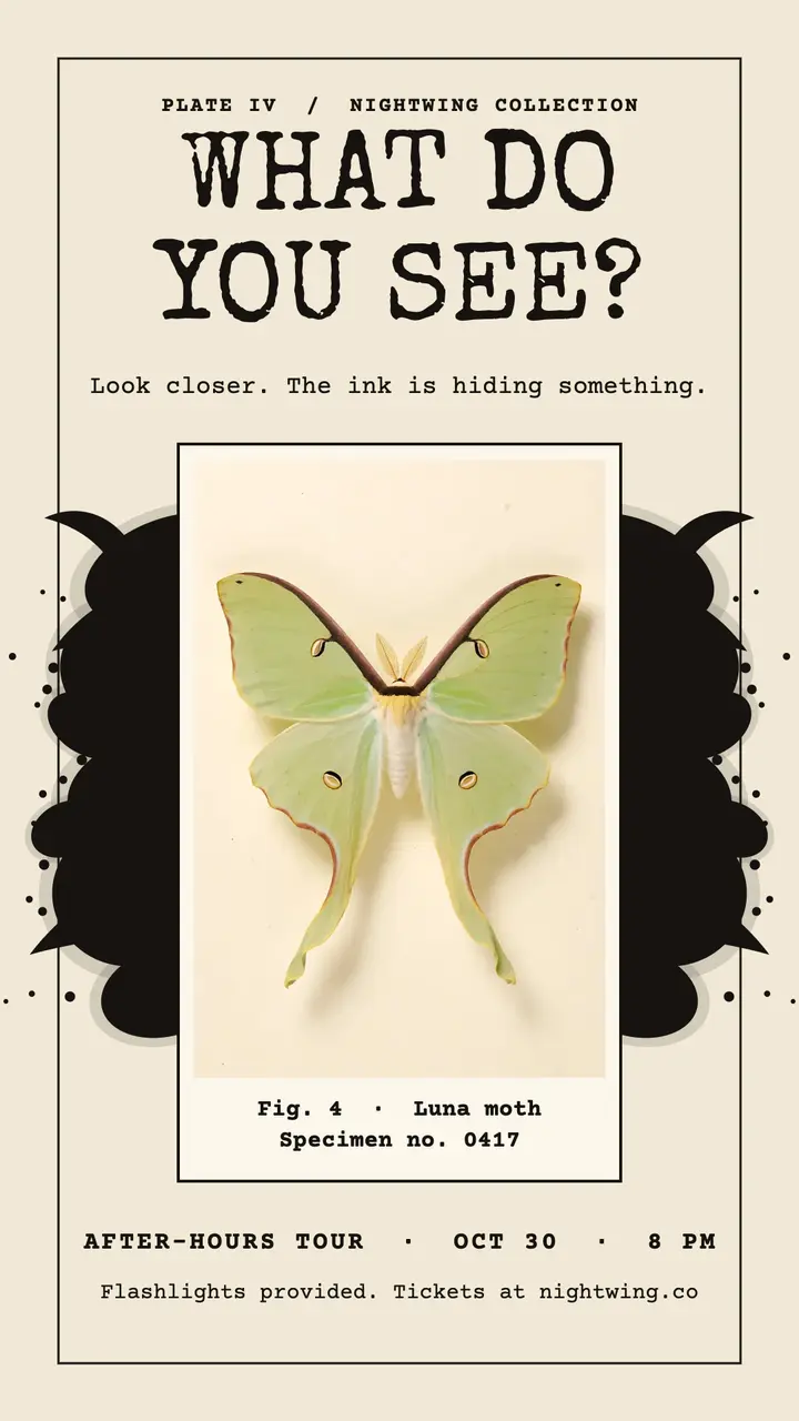 Nightwing moth night template