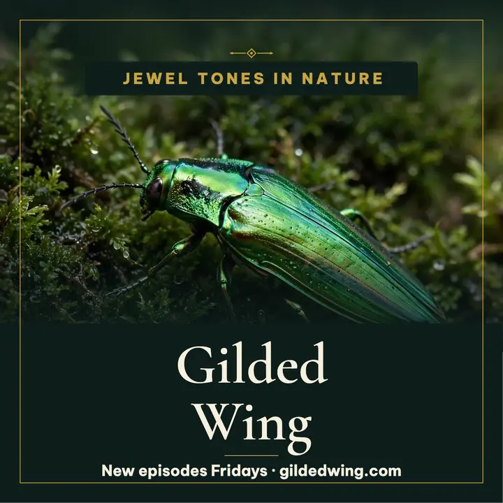 Gilded Wing jewel beetle podcast cover template