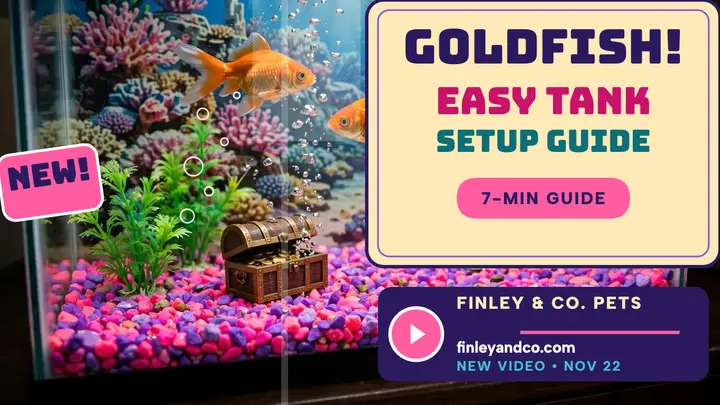 Finley goldfish tank setup thumbnail template