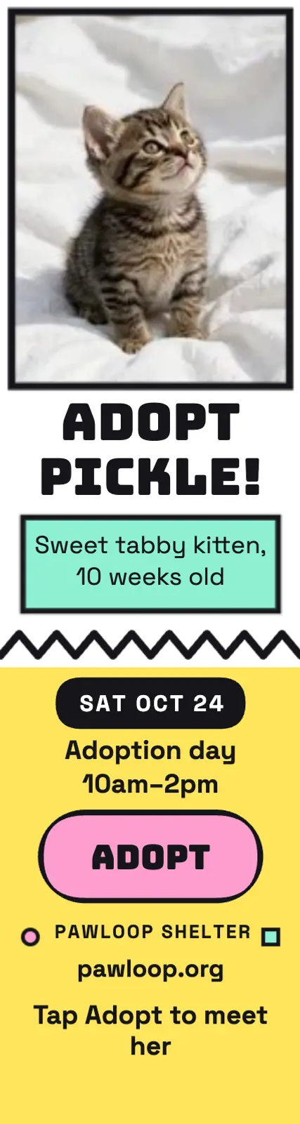 Pawloop kitten adoption skyscraper template