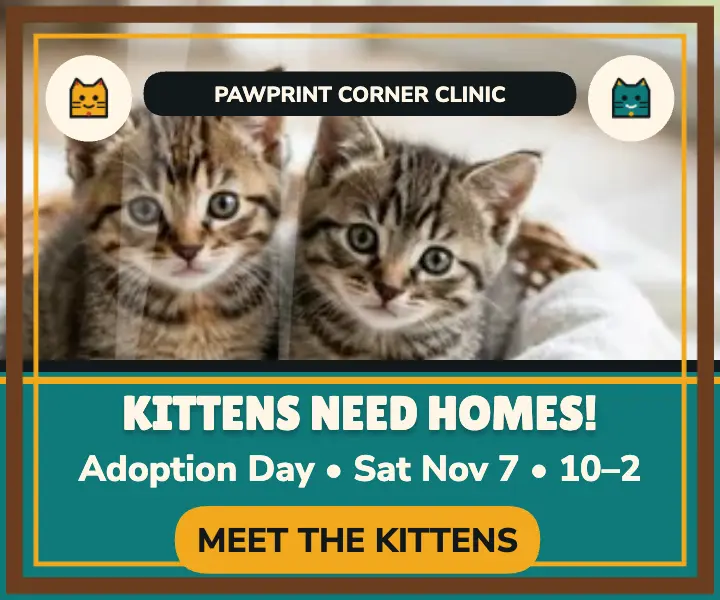 Pawprint Corner kitten adoption ad: kitten adoption ad template