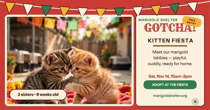 Marigold Shelter kitten fiesta post: kitten adoption post template