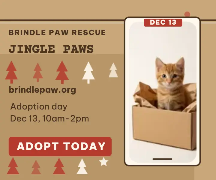 Jingle Paws kitten adoption day ad: kitten adoption ad template