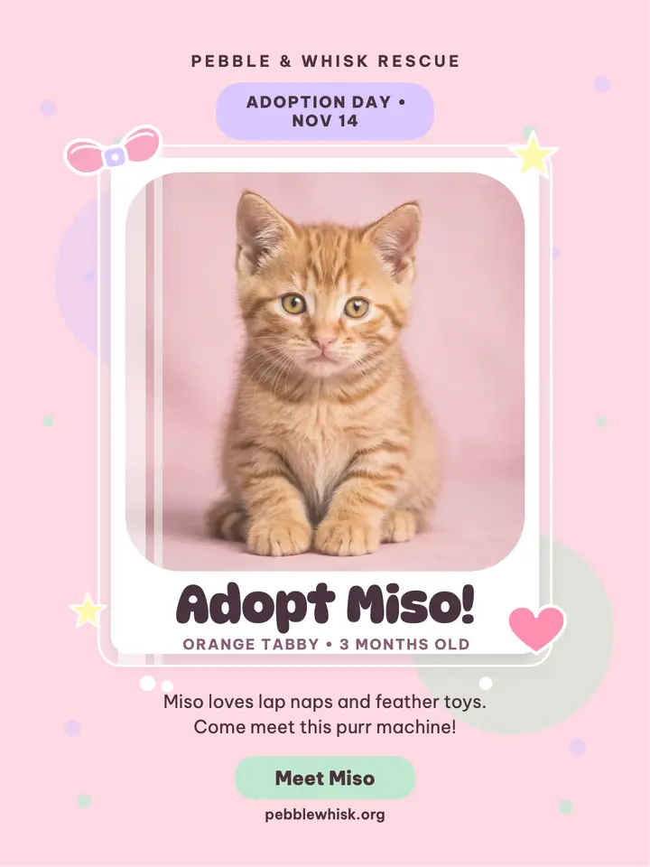 Miso kitten adoption photocard post template