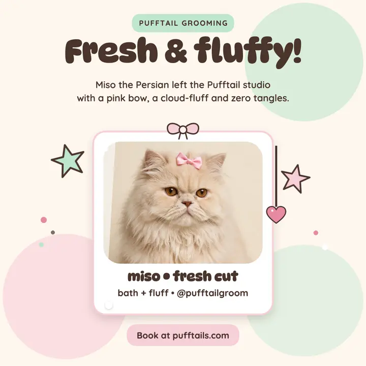 Pufftail fluffy cat photocard post template