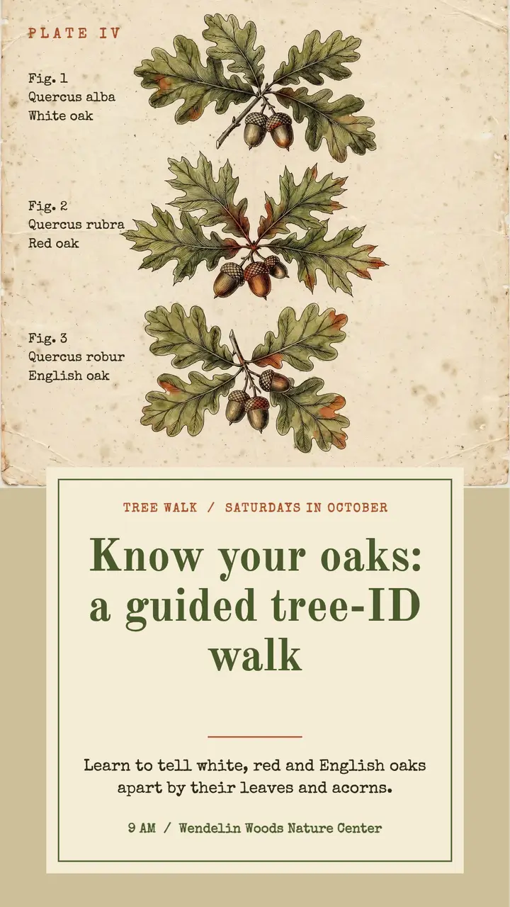 Know Your Oaks tree identification walk story template