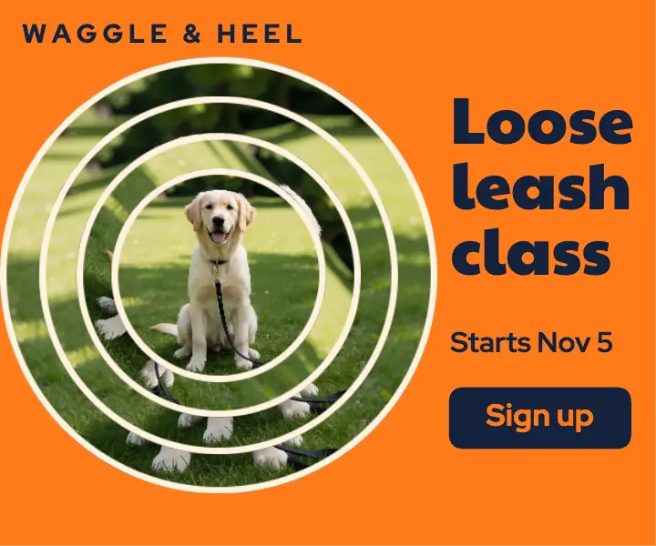 Waggle and heel loose-leash class ad template