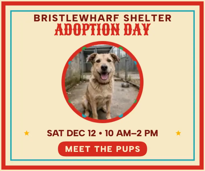 Bristlewharf Shelter adoption day matchbox ad: pet adoption ad template