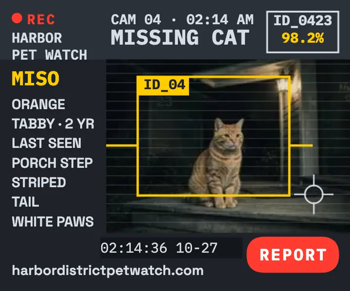 Missing orange tabby cam footage ad template