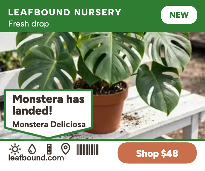Leafbound monstera arrival tag ad: monstera ad template