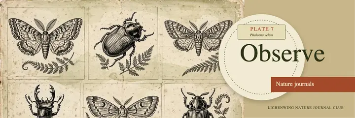 Lichenwing Nature Journal Club field guide header template