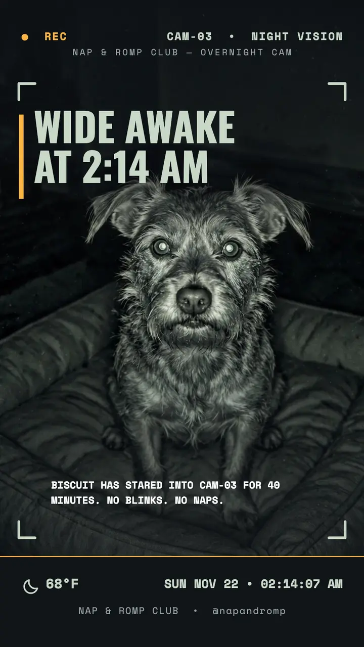 Nap & Romp night cam pup story template