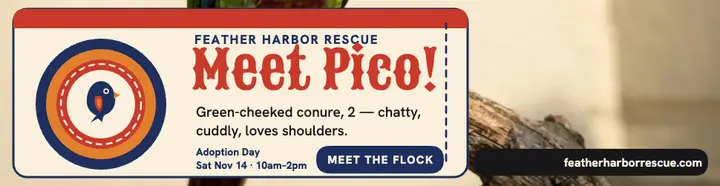 Feather Harbor parrot adoption billboard template