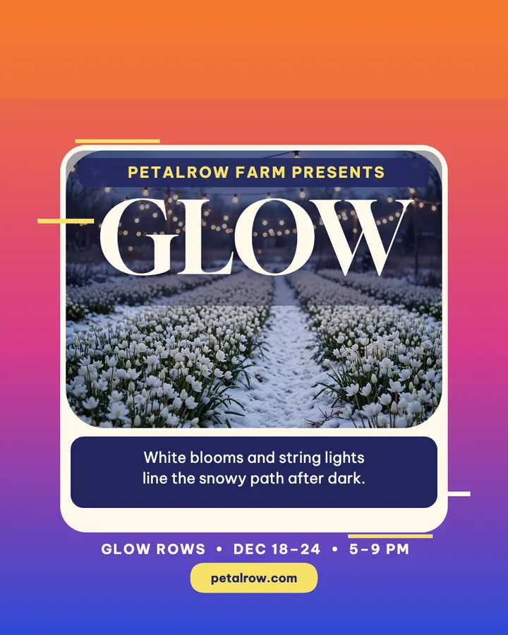 Petalrow Farm Glow Rows holiday post: holiday flower field post template