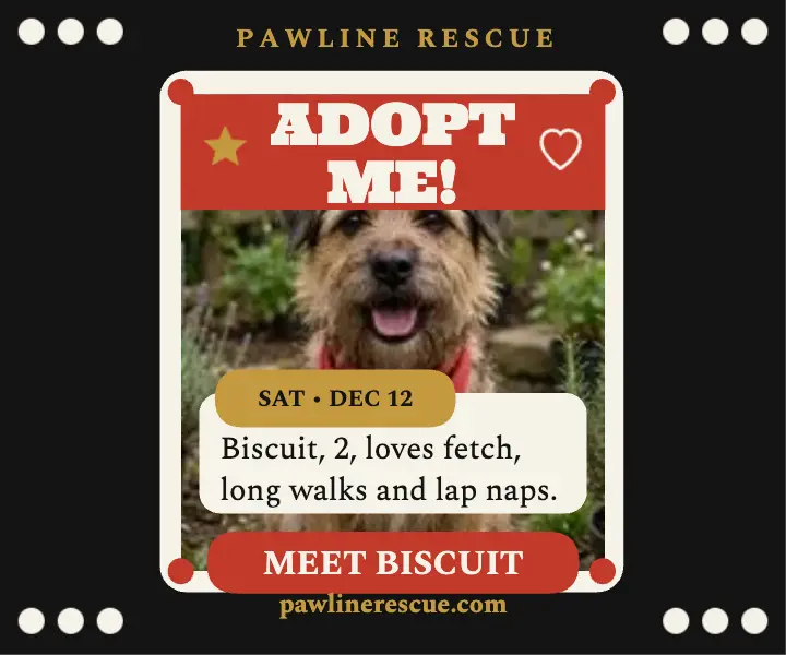 Pawline Rescue adoption day pearl button ad template