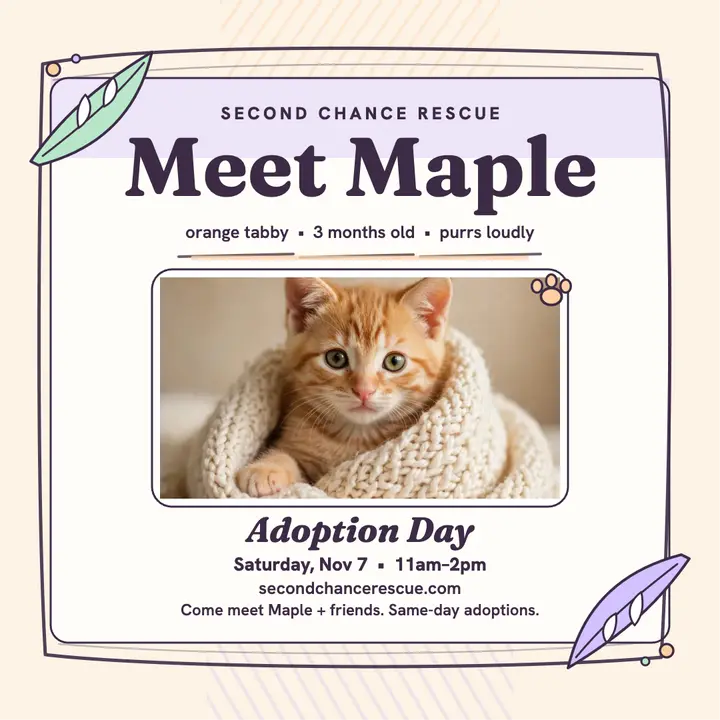 Maple kitten adoption day pencil post: kitten adoption post template