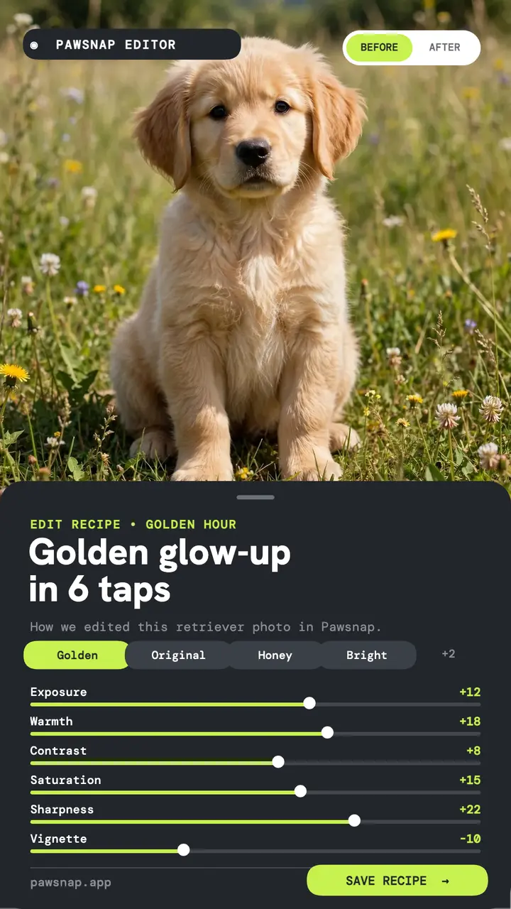 Pawsnap golden retriever edit recipe story template
