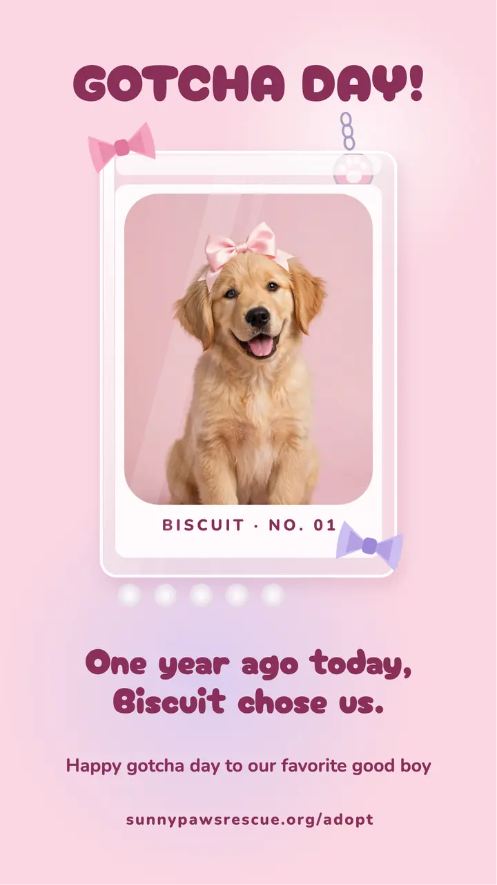Biscuit gotcha day photocard story: gotcha day story template