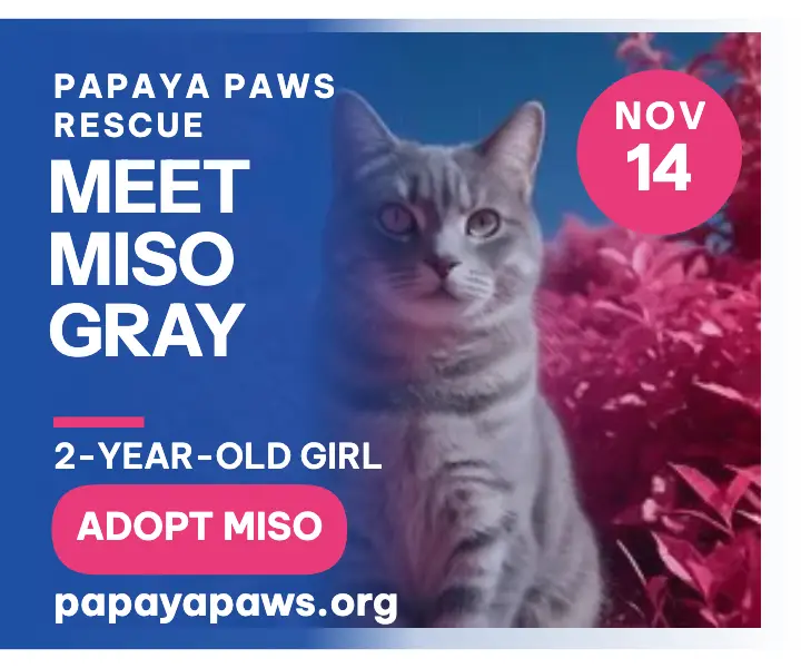 Pink garden gray cat adoption ad template