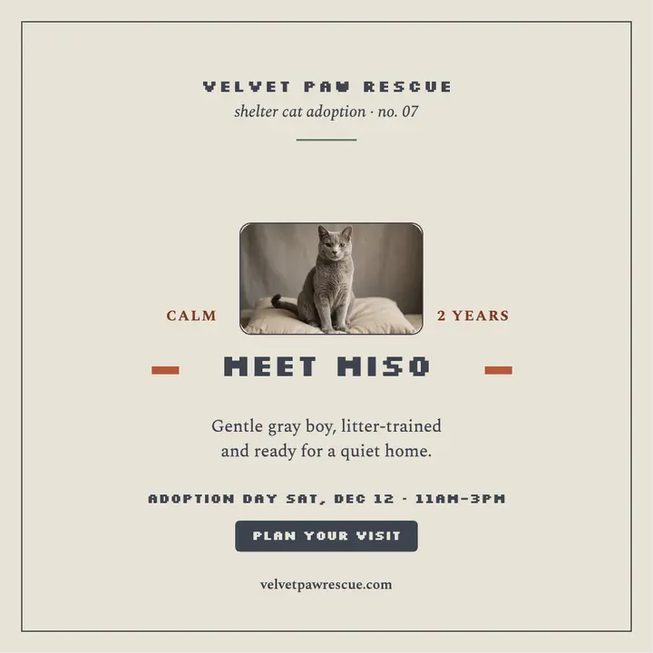 Miso gray cat adoption post template