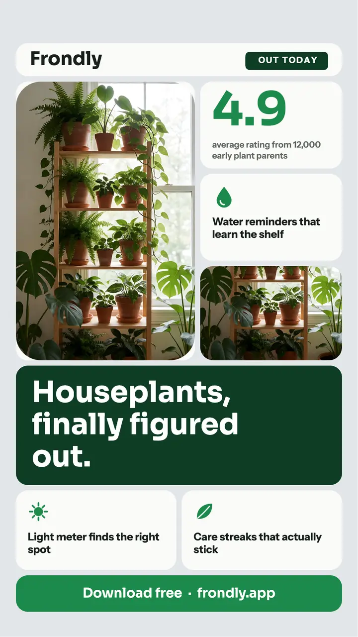 Plant care app launch story, bento grid template