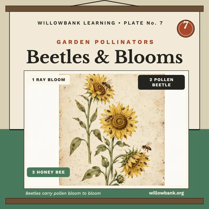 Pollinators wall chart beetles and blooms template