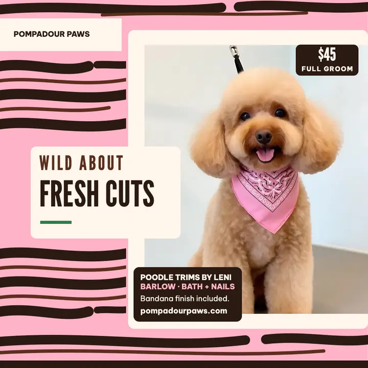 Pompadour Paws poodle grooming promo template