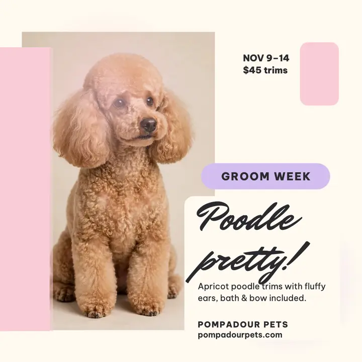 Pompadour Pets poodle portrait special template